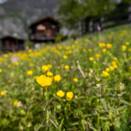 Korn-stadel Arida Prata 