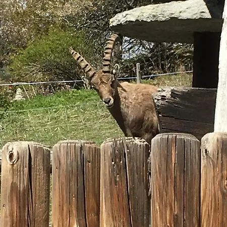 Korn-stadel Arida Prata 