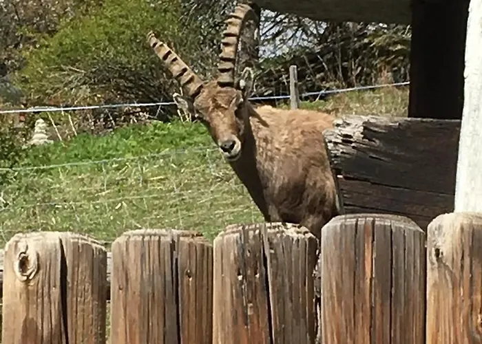 Korn-stadel Arida Prata 